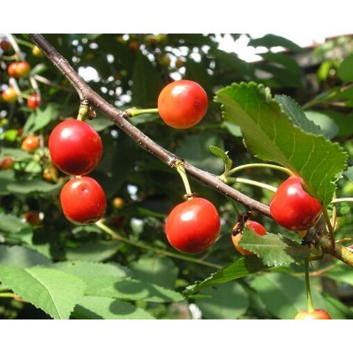 Zure kersenboom 'Morel' patio (zelfbestuivend)